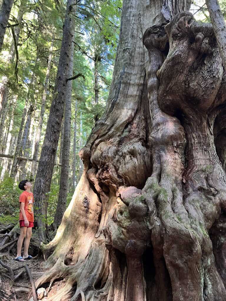 Large Cedar on Vancouver Island